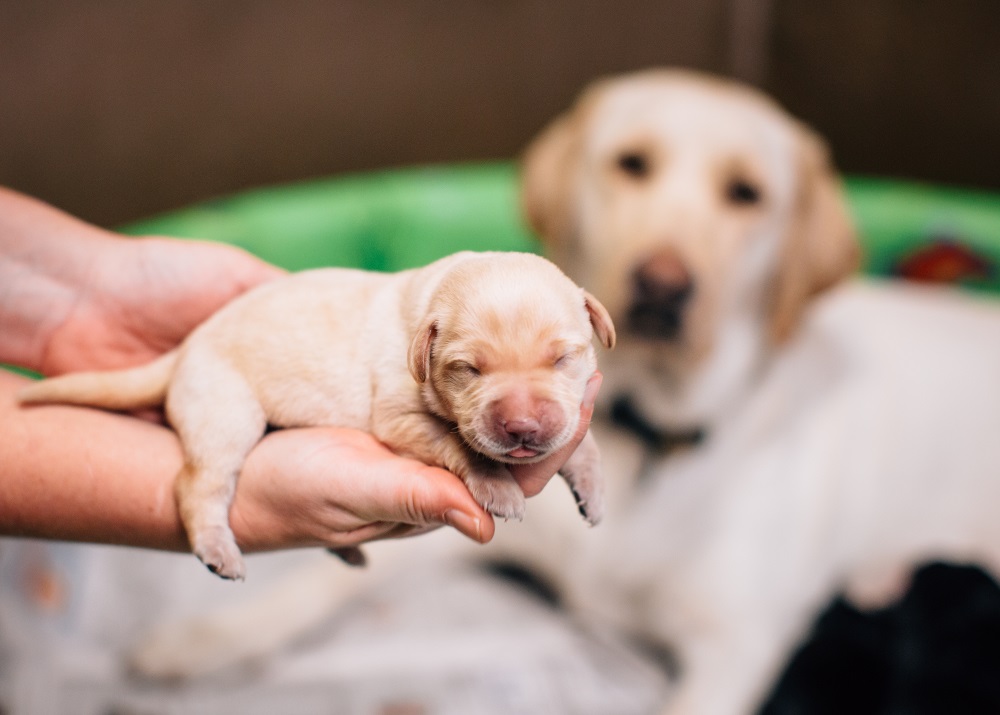A newborn puppy sits in a person’s hand, eyes closed, while a mama dog looks on in the background.