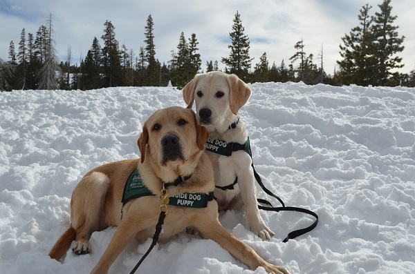 A yellow Lab guide dog and a yellow Lab guide dog puppy sit in the snow.